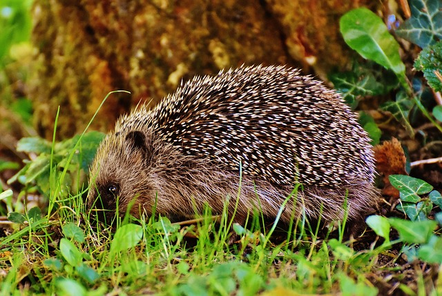 hedgehog in leafy matter