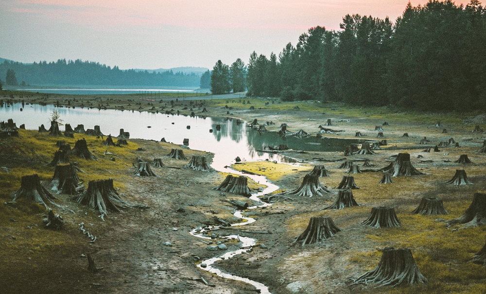 deforestation (cropped).jpg