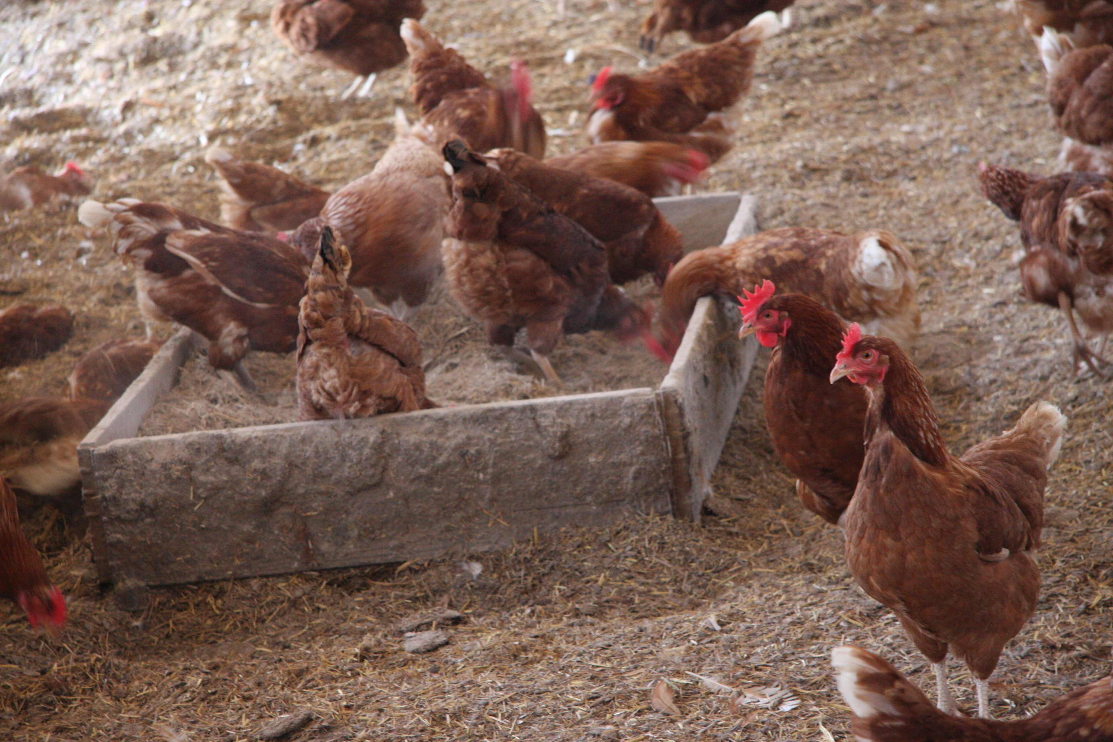 Standards updated, including changes to laying hen and pullet standards