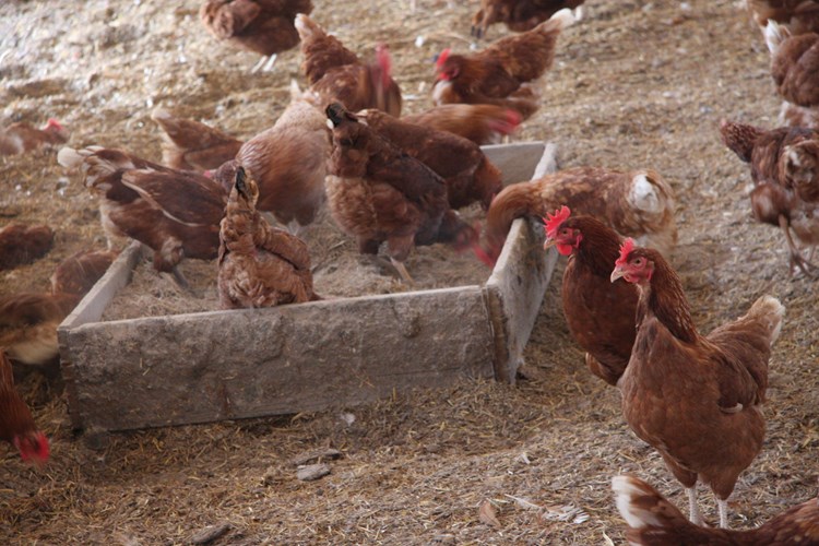 Organic laying hens and pullets in a barn