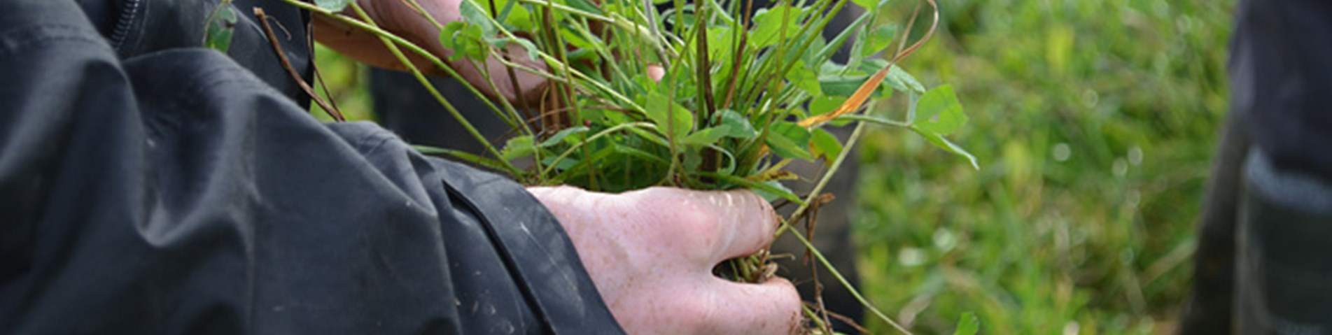 Herbal-leys-event-at-Godminster-Farm-soil-small.jpg