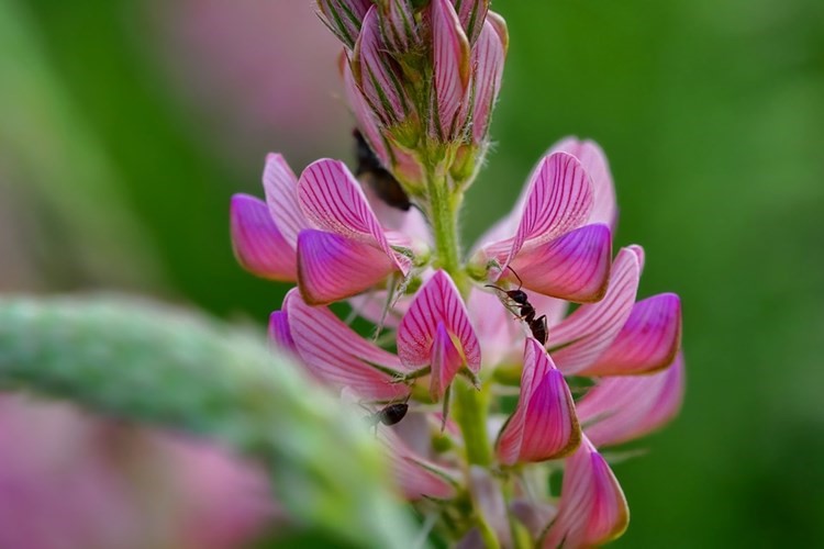 Close up of sanfoin flower