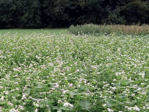 Innovative Farmers: A buckwheat cover crop leaves soil with better structure
