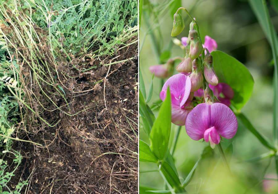 Vetch (Vicia sativa) is effective for smothering weeds and covering bare ground