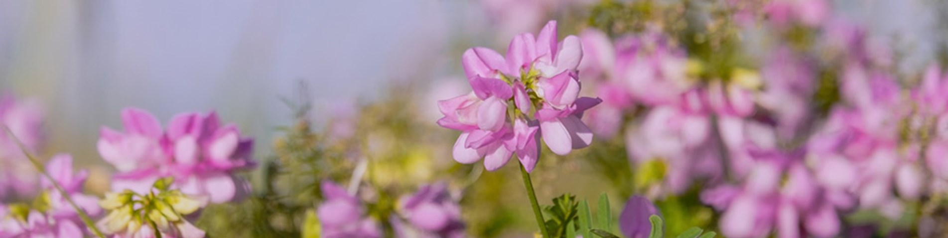 cover-crop-vetch.jpg