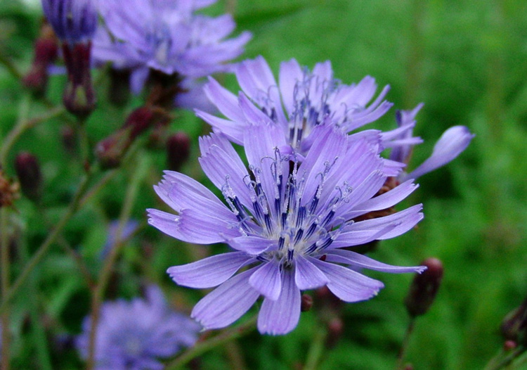 Chicory (Cichorium intybus)