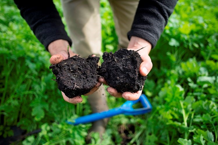 Good soil health and structure