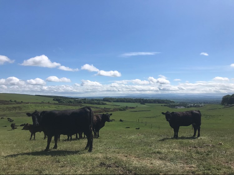 Grazing cows at Peelham Farm