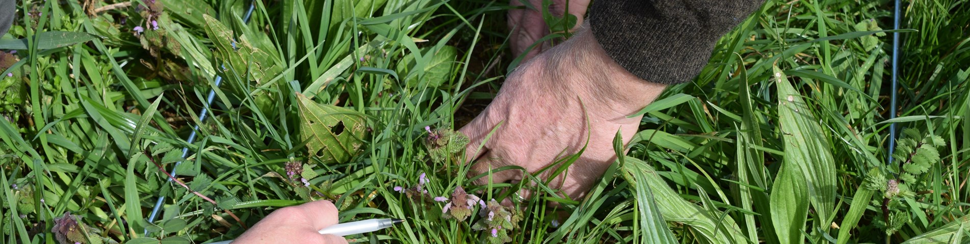 farmer and researcher investigating the diversity of plants in a herbal ley with a quadrant.JPG