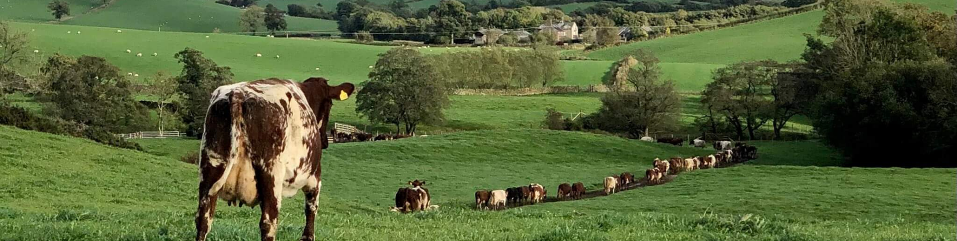 James Robinson Strickley Farm 1903 479.png