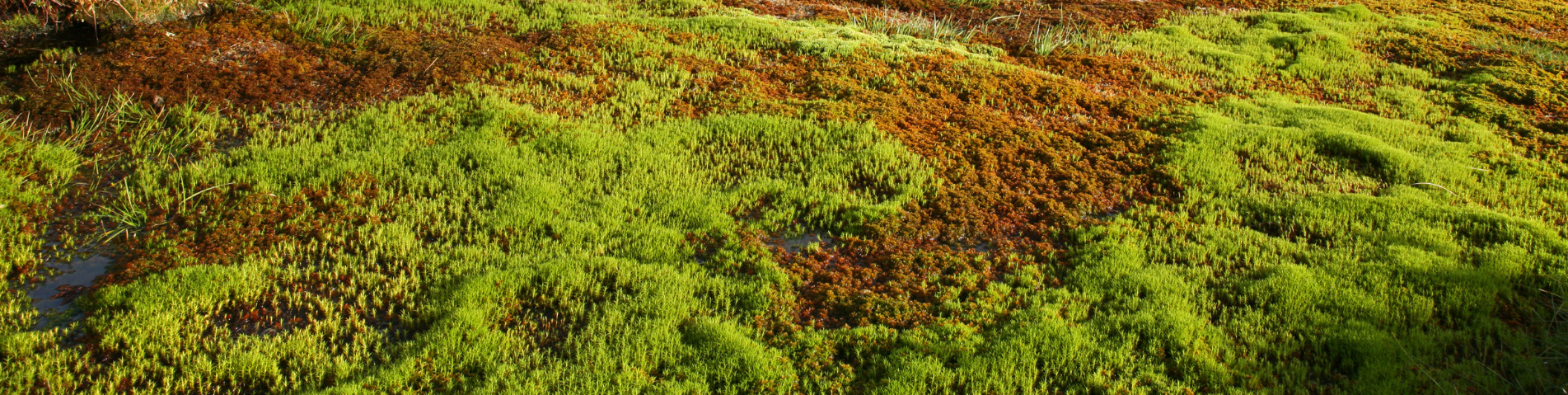 Peatland Code