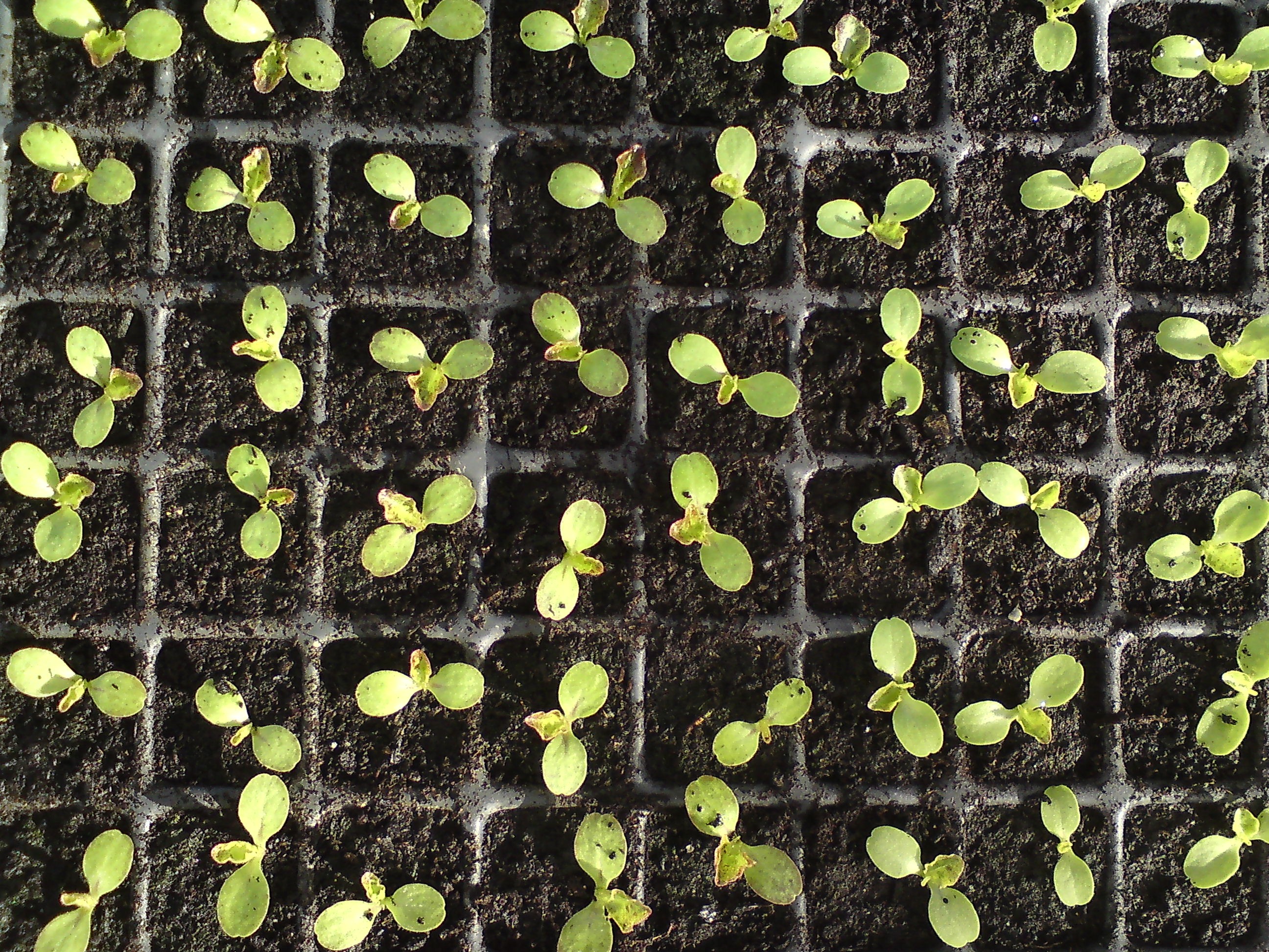 FSA opens consultation on proposed regulation framework for Genetically Engineered food and animal feed