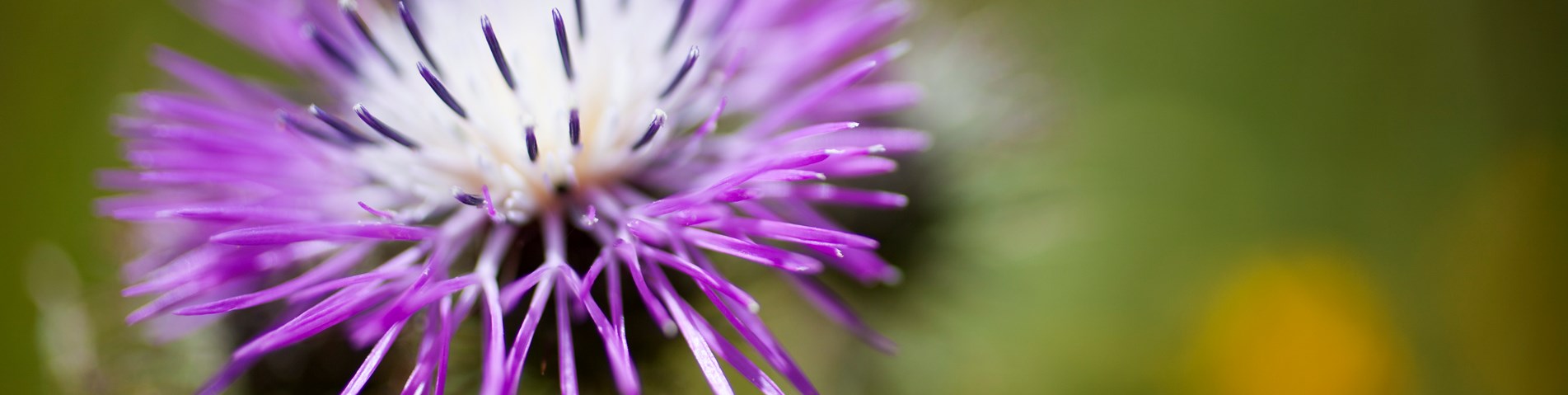 Purple flower
