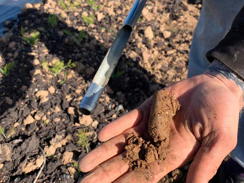 Soil sampling for Carbon Assets for Soil Health project North Devon Growers