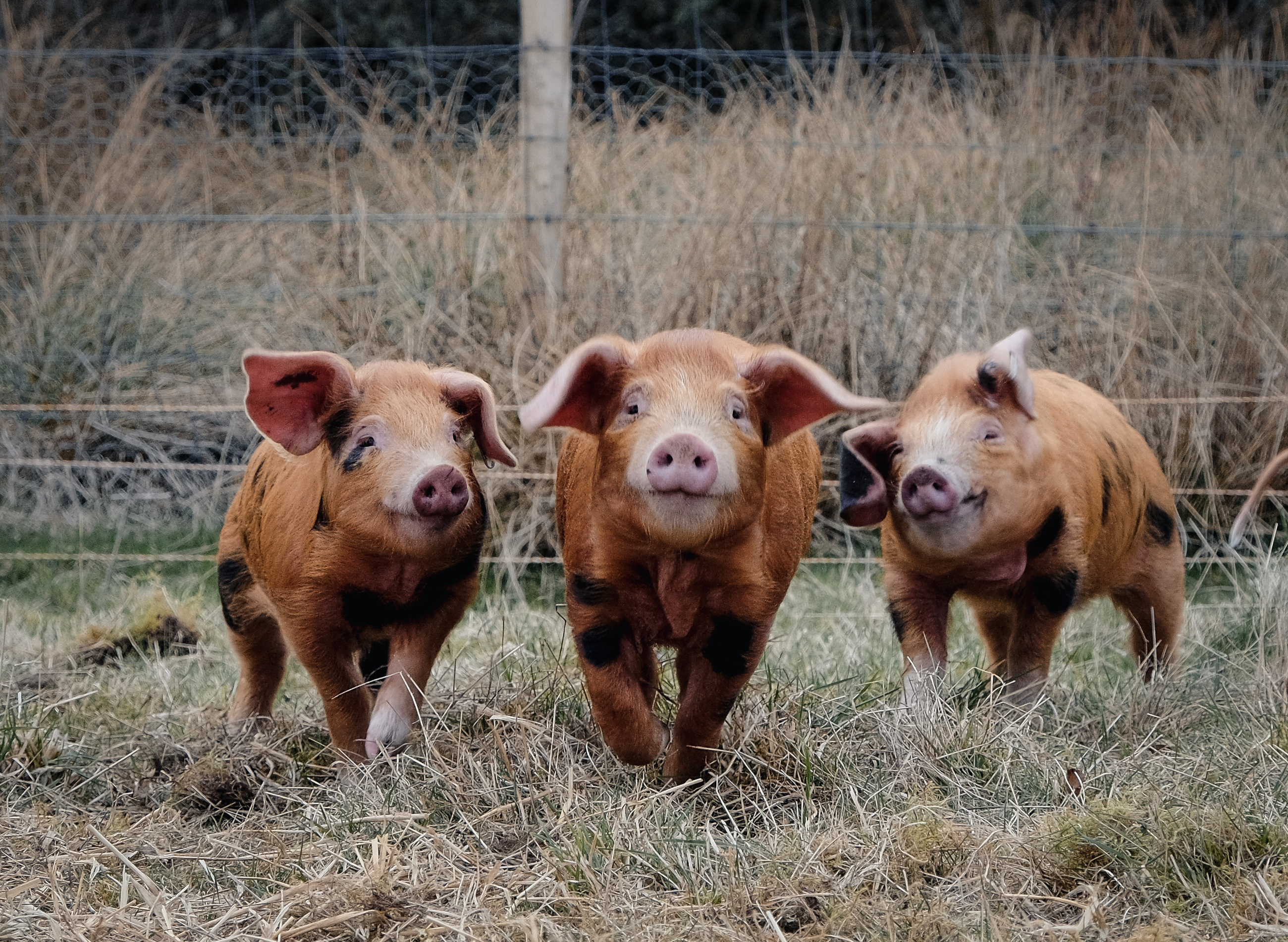 SAB-0196_Pigs at Lynbreck Croft 2_Not Organic__PHOTO CREDIT Sandra Angers-Blondin_12032024_SA Media Release Form Lynn Cassells.jpg