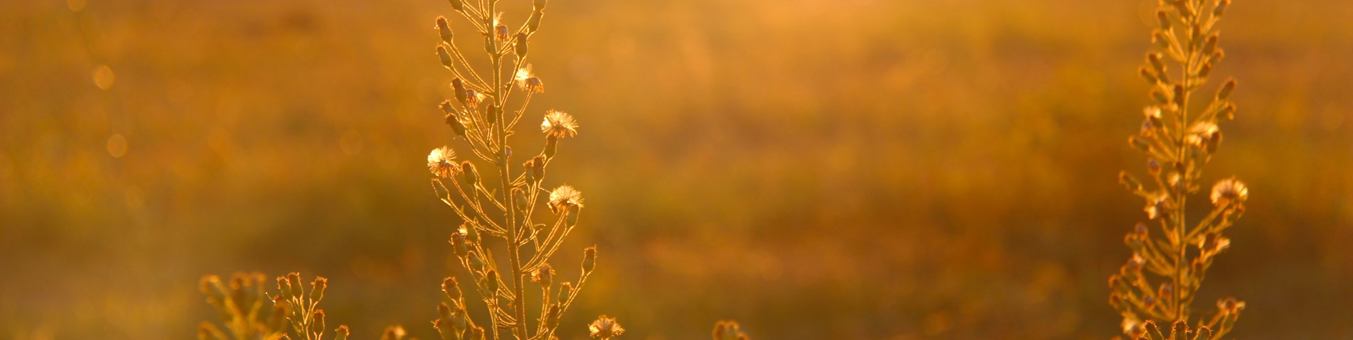 Bright field