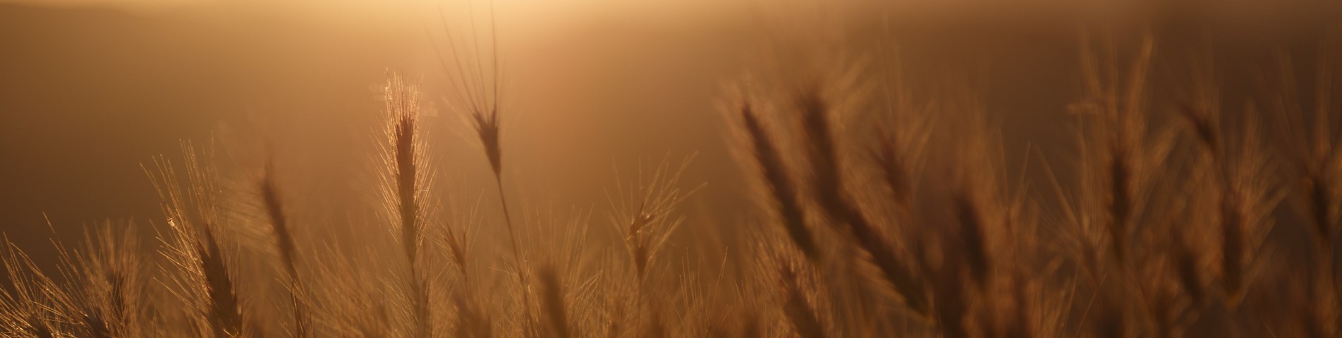 Sunset in field