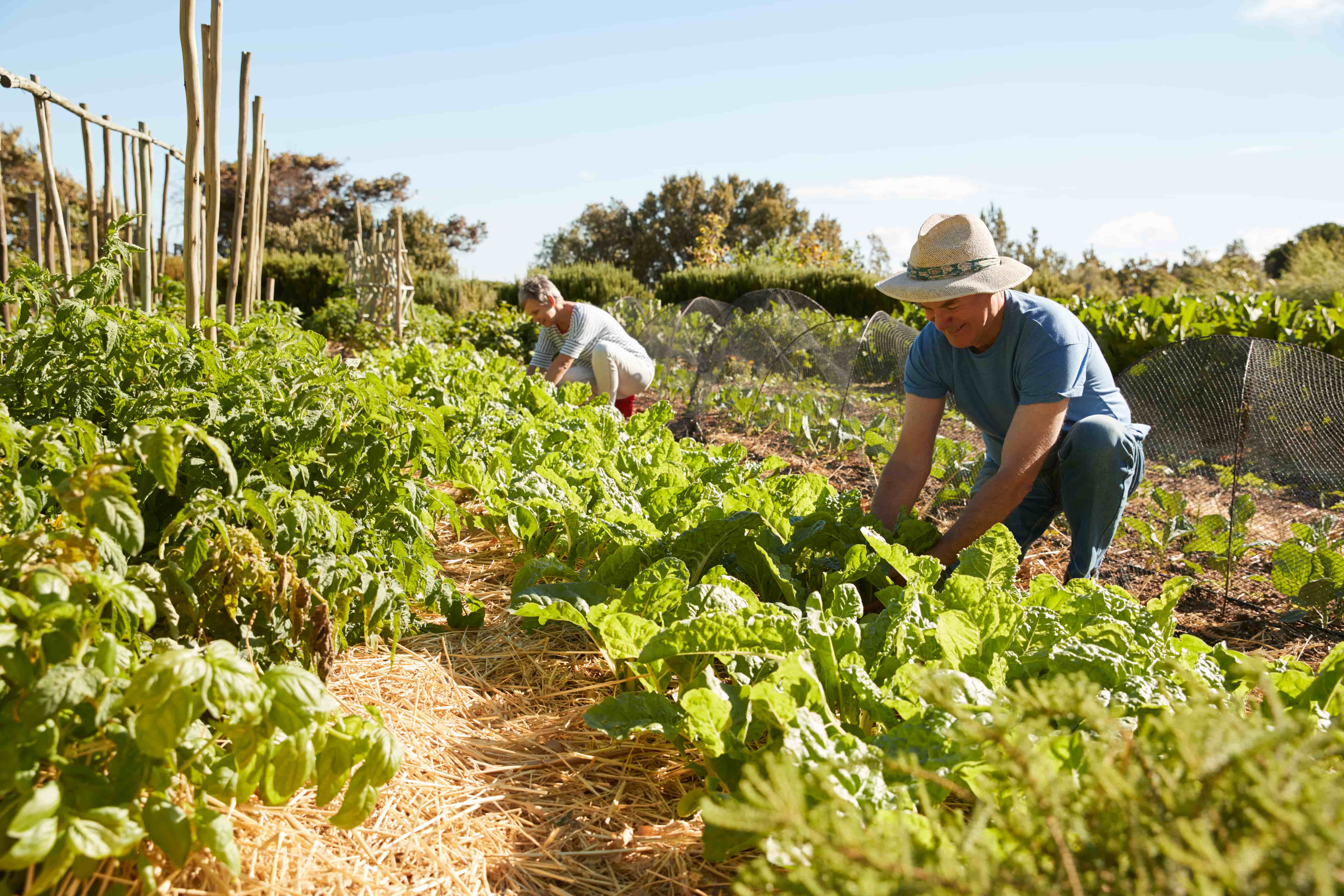 A ten year transition to agroecology