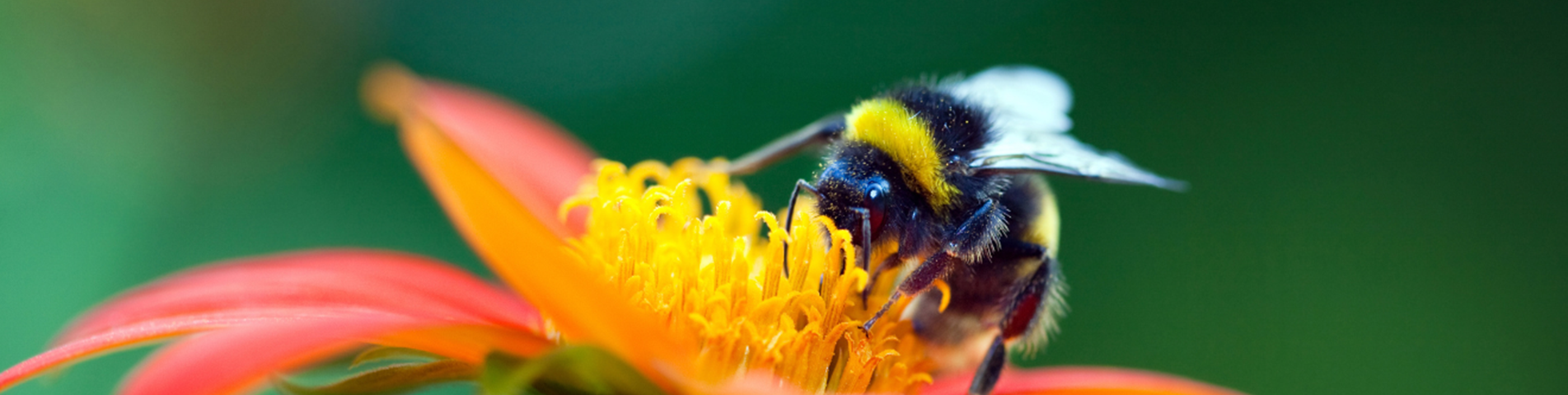 bee and lots of lavendar small.jpg