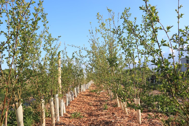 Orchard Aweside Farm