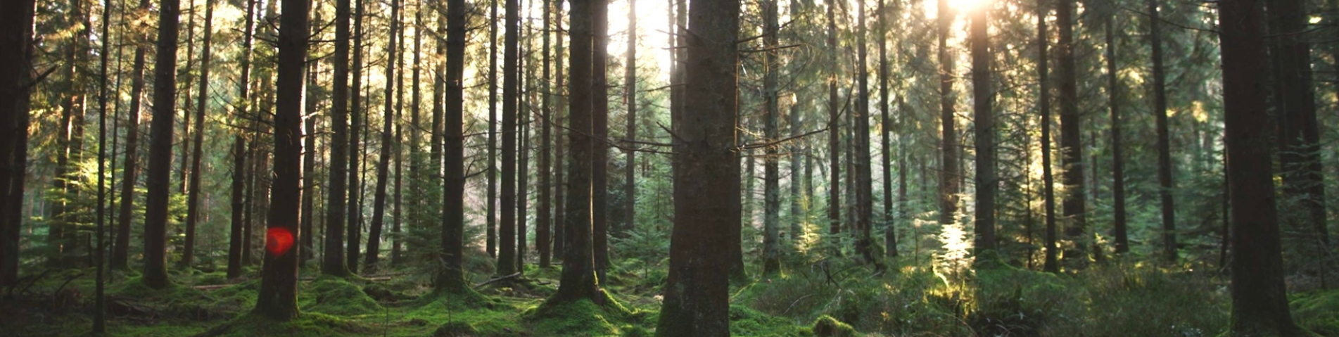 soil-association-certification-forestry-header-banner (5).png