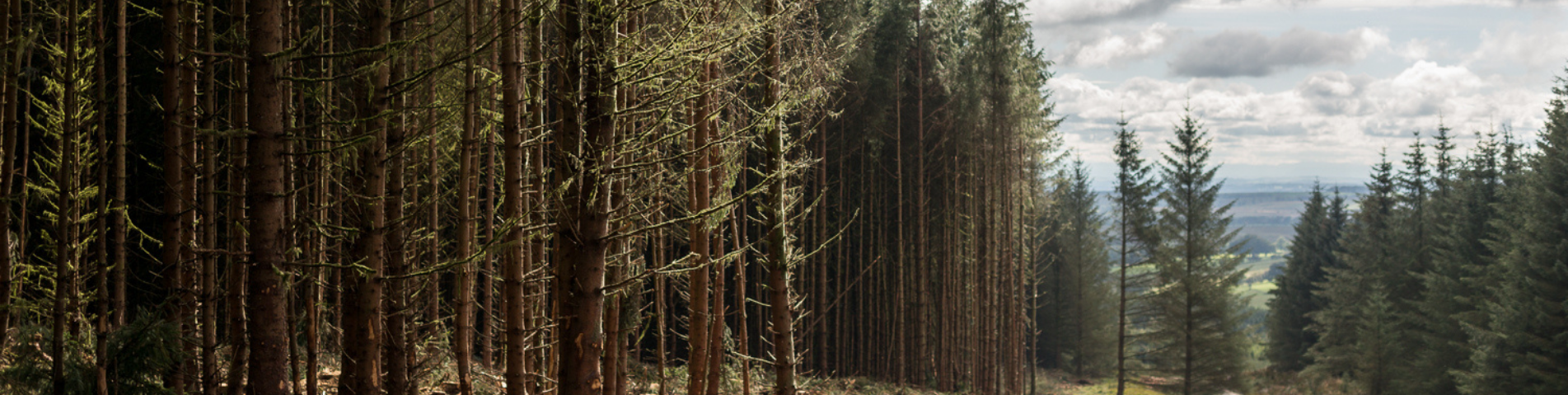 Sign up for Forestry News