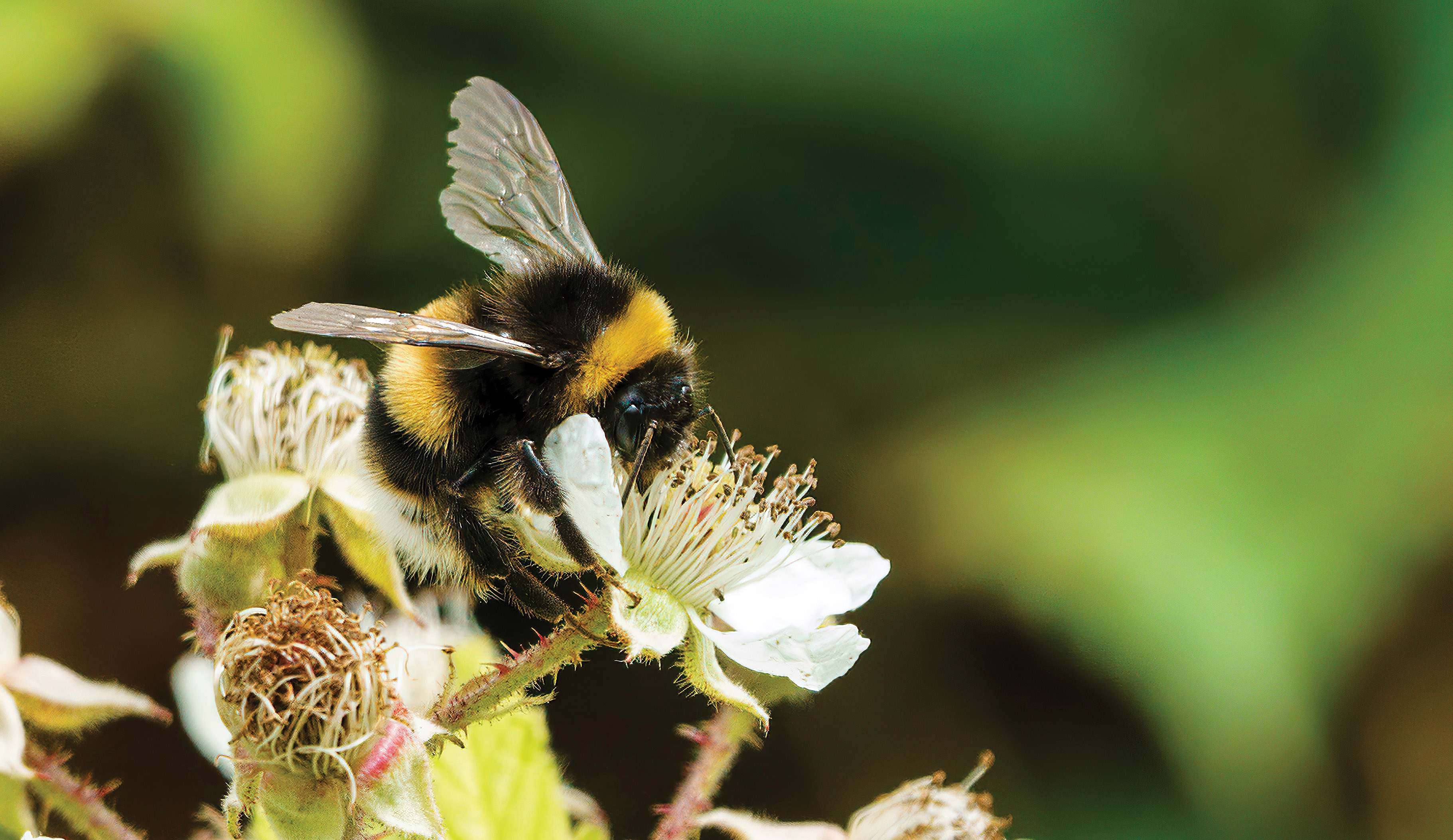 Facts about bees