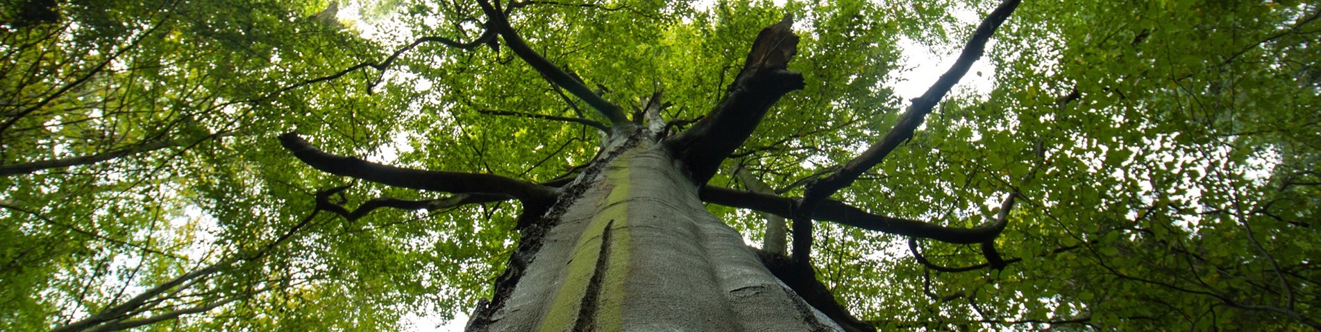 soil-association-certification-forestry-baobab.jpg