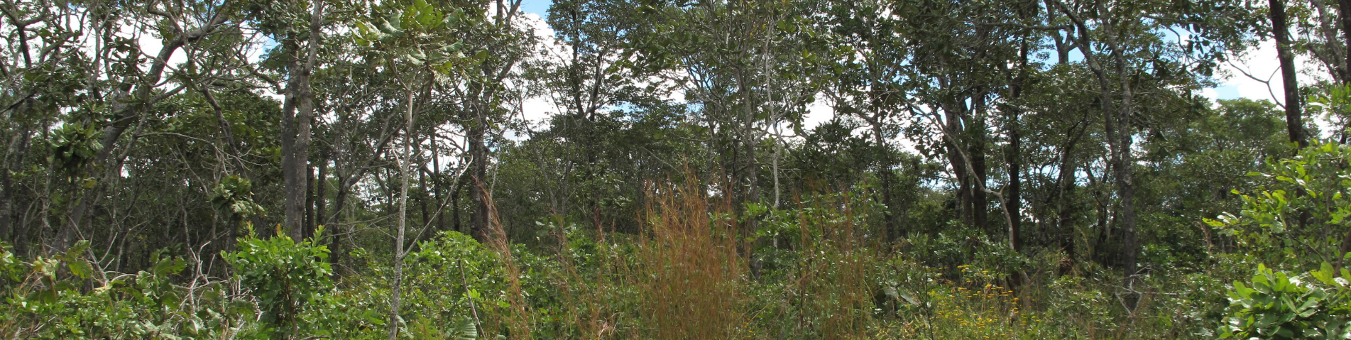 soil-association-certification-forestry-header-mozambique.png