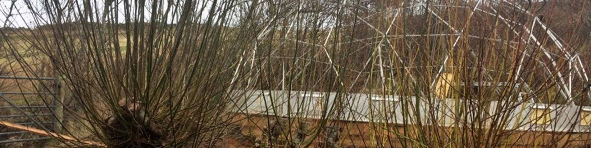 CS coppicing Wild Croft1.jpg