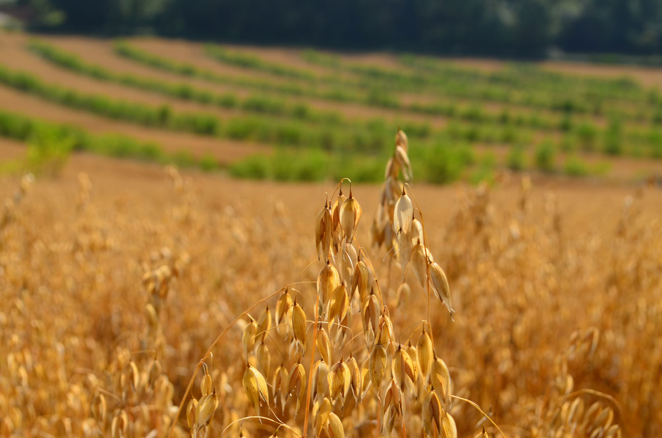 A new era for UK organic cereals