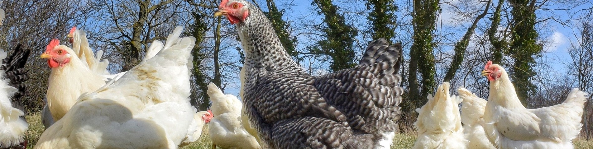 Chicken3-01_MapleFarm_Organic_Licensee_PermissionGrantedbyMikeMallet_ForUseWithCaseStudy_NoExpiry.jpeg
