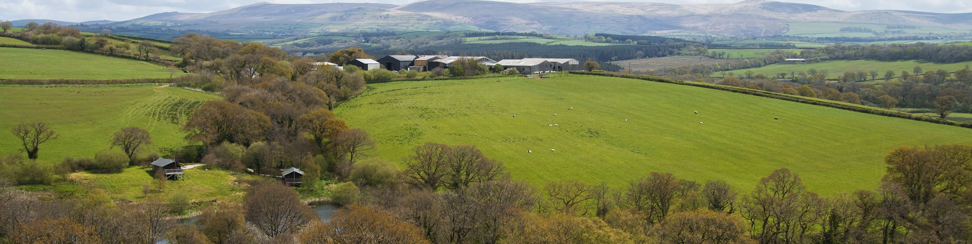 FarmWithSheepEversfield OrganicAnna Elliot-min.jpg
