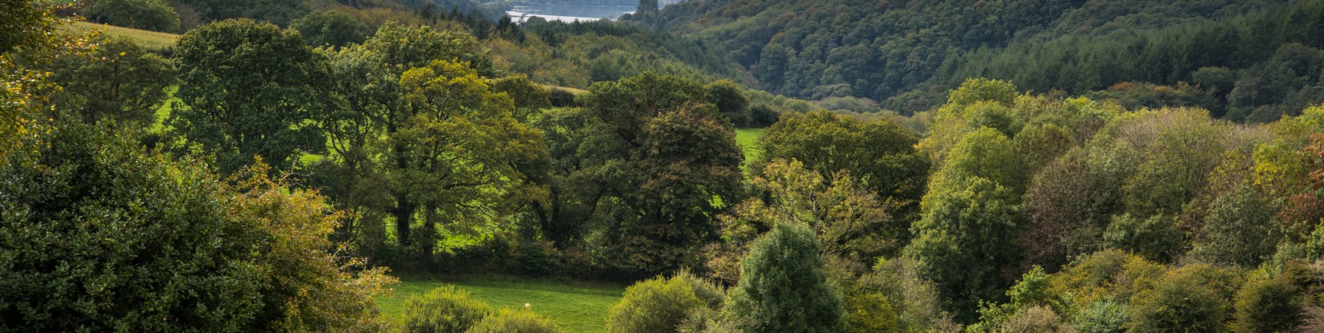Countryside.jpg