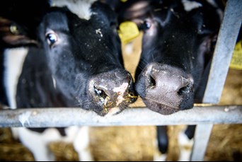 organic cows