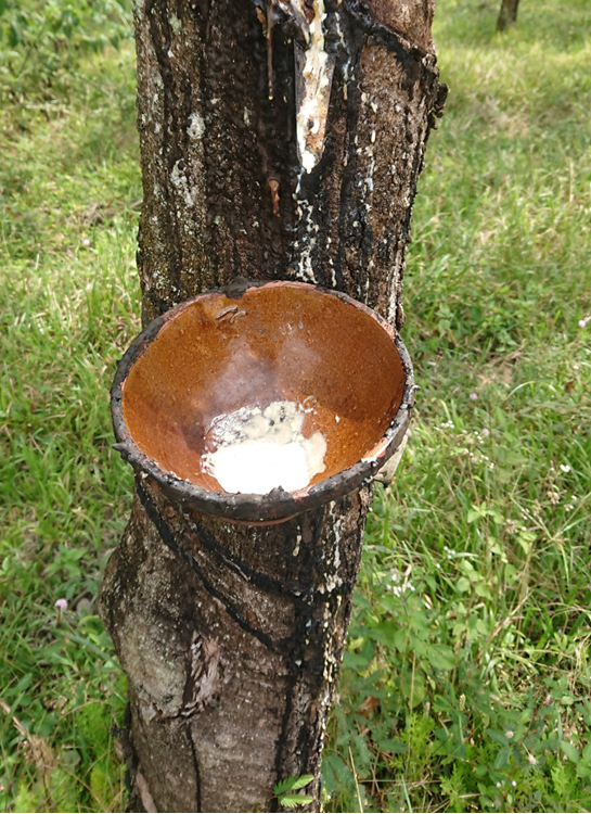 Rubber tapping