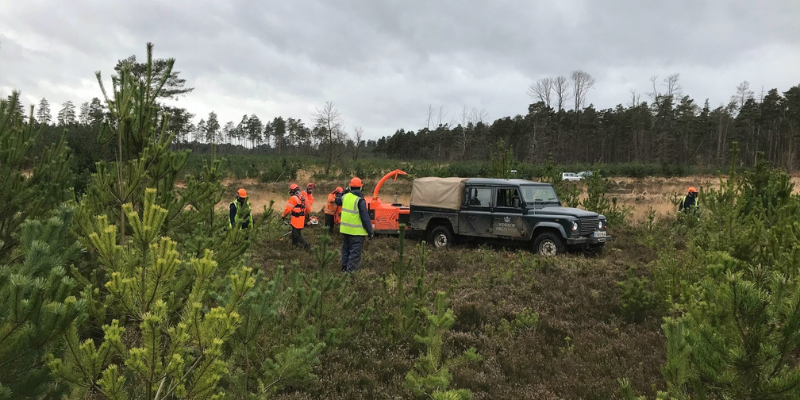 Heathland management in Swinley Forest