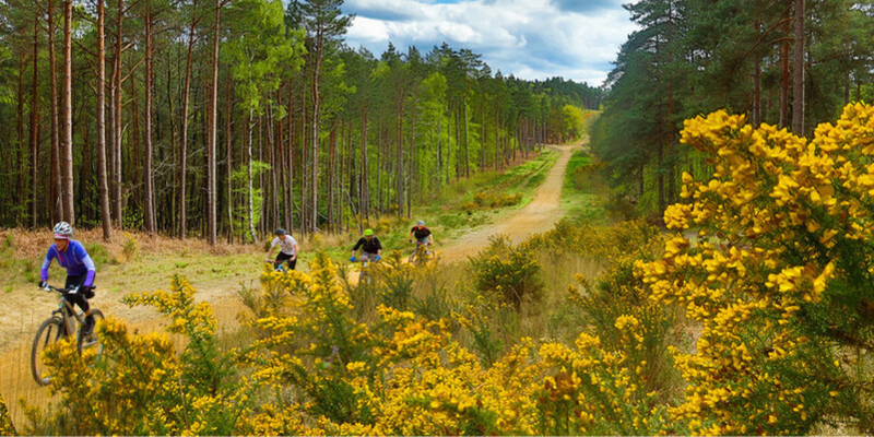 Cyclists enjoying Swinley Bike Trails