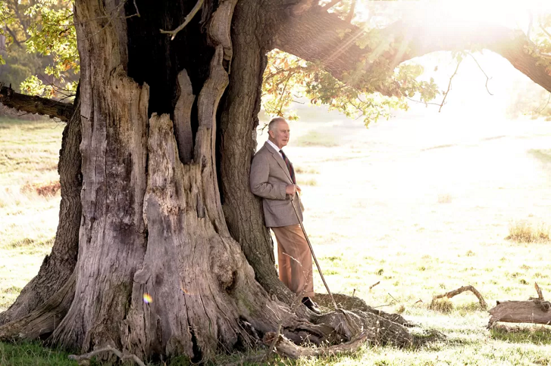 King Charles III stands beside an ancient oak tree in Windsor Great Park in a photo released to mark his birthday. (Chris JacksonAP)
