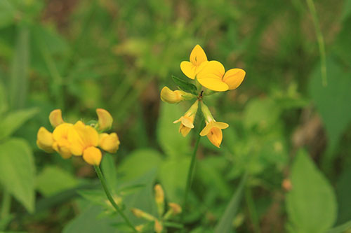 Birdsfoot trefoil