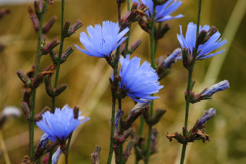 Chicory