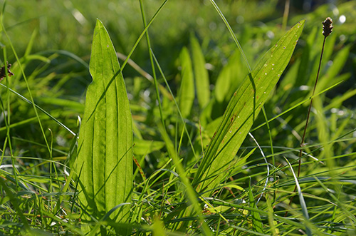 Plantain