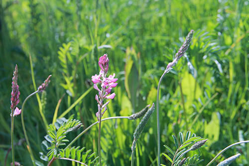 Sainfoin