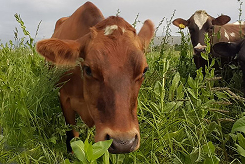 Cows in diverse sward (Rob Thornhill)