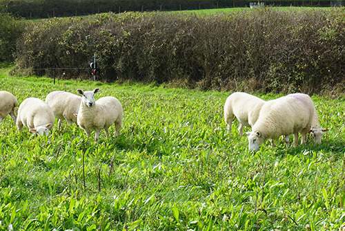 Sheep on herbal leys, Oak Farm, Devon (Bex Tyers)