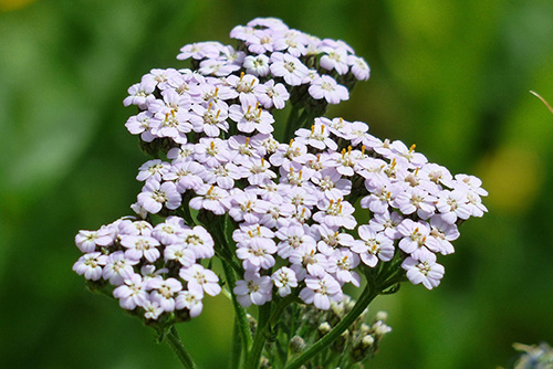 Yarrow