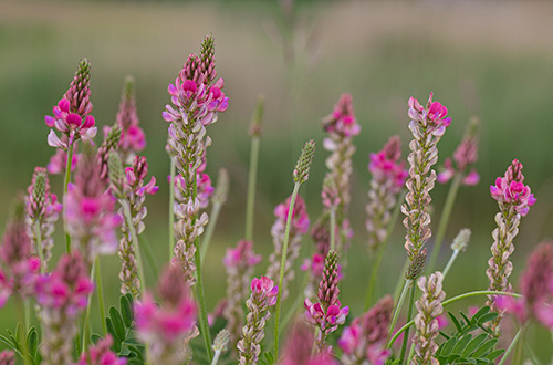 Sainfoin