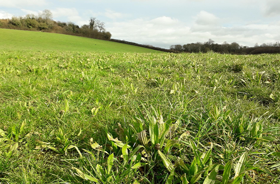 Help us help small and medium sized abattoirs