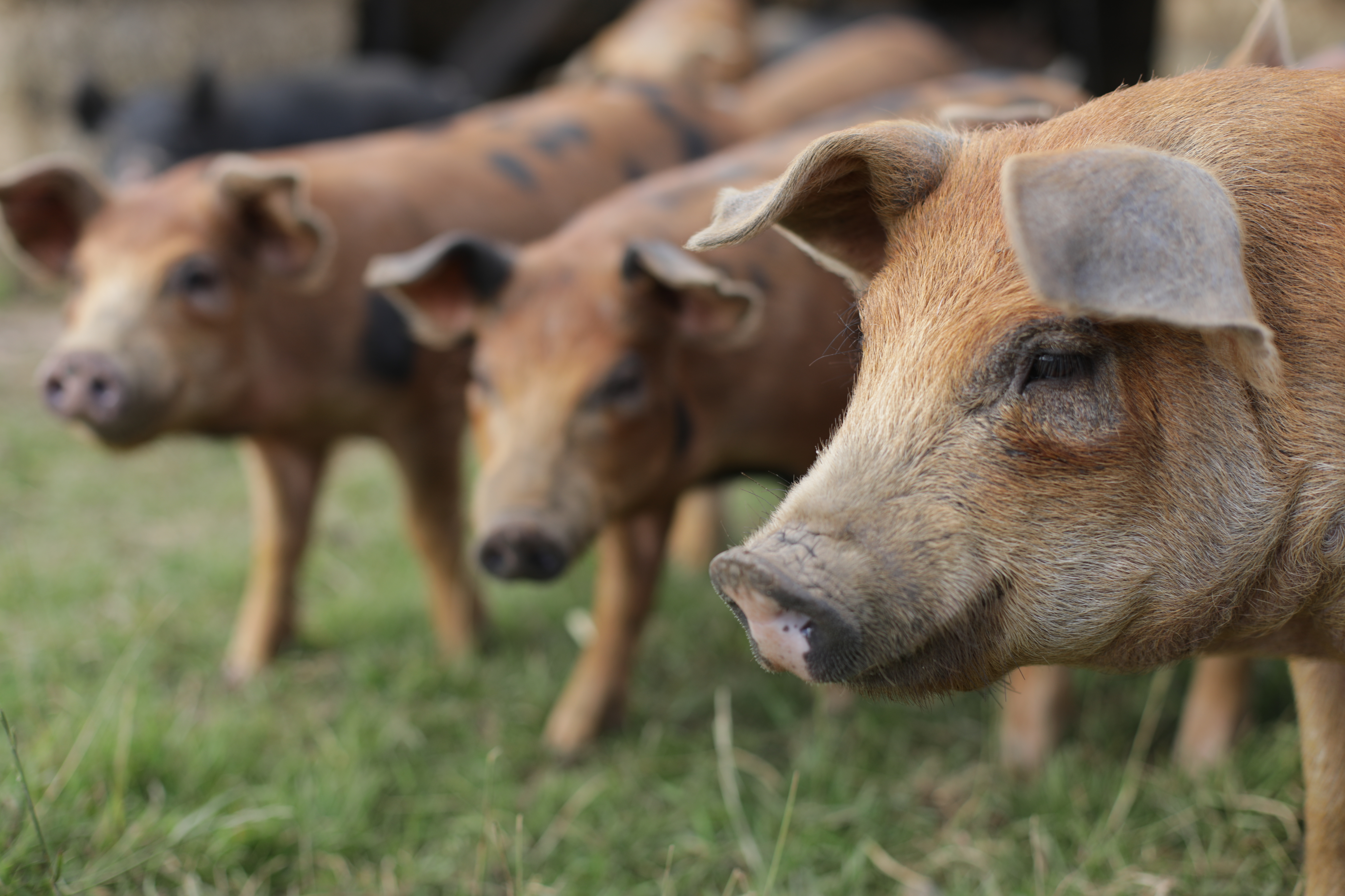 IO5A4758 copy-pig faces-organic-Helen's Farm-noexpiry-credit Jason Taylor (25).JPG