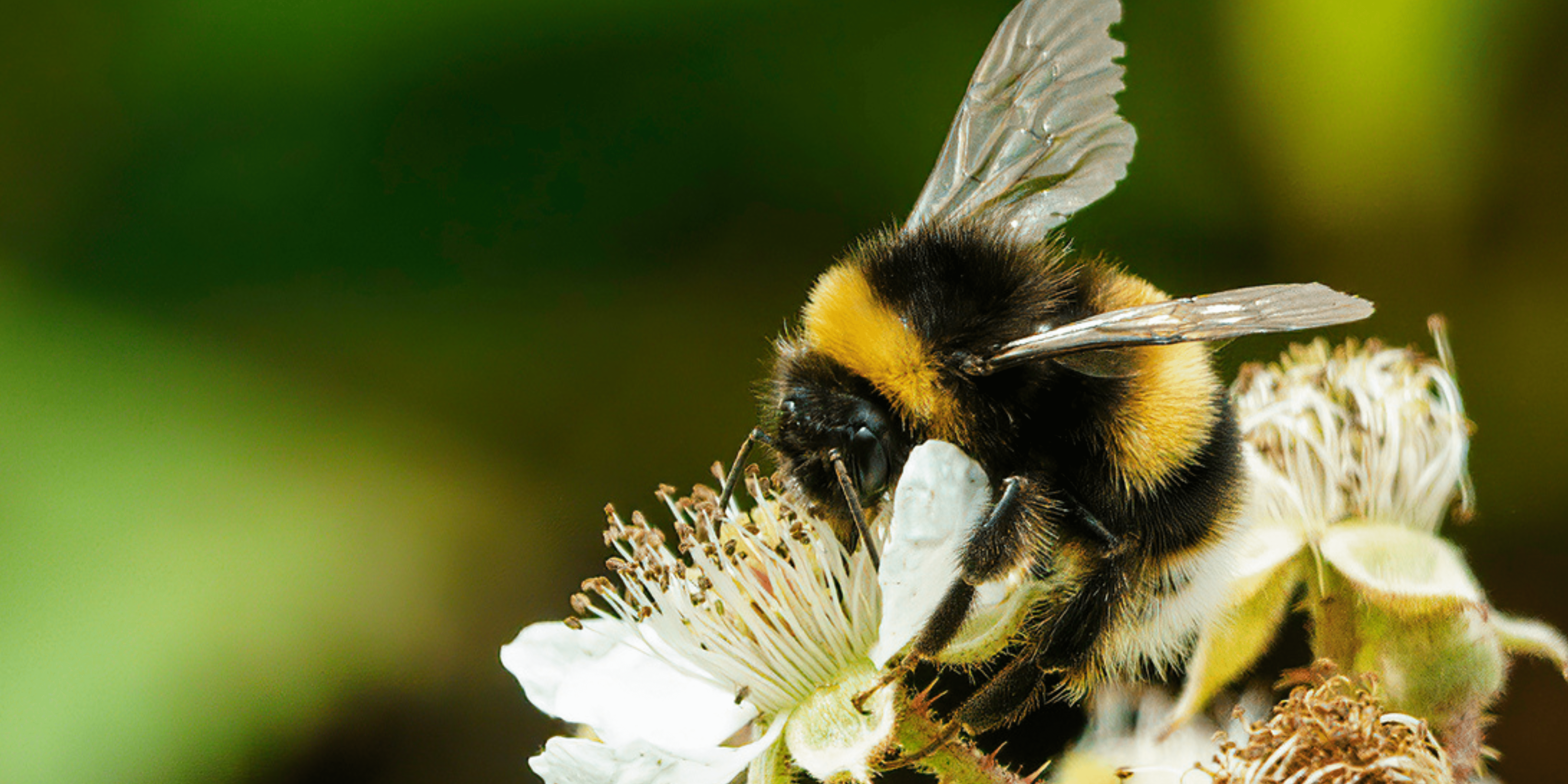 bee on flower
